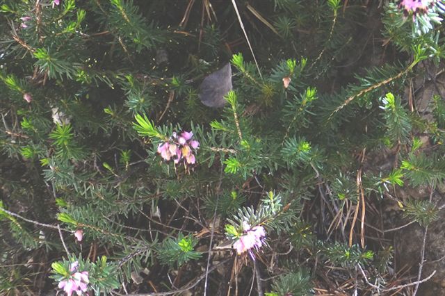 Erica carnea